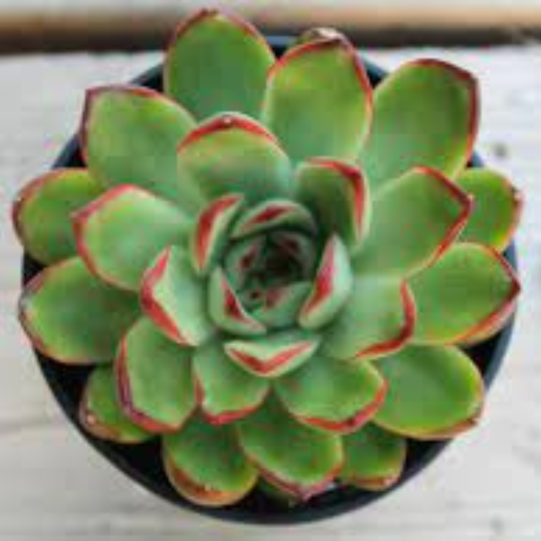 Top-down view of Echeveria Pulidonis succulent with lush green rosette leaves and bright red edges, perfect for home decor. Buy online at Plant Orbit.