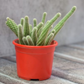 Echinopsis Chamaecereus - Peanut Cactus plant-orbit