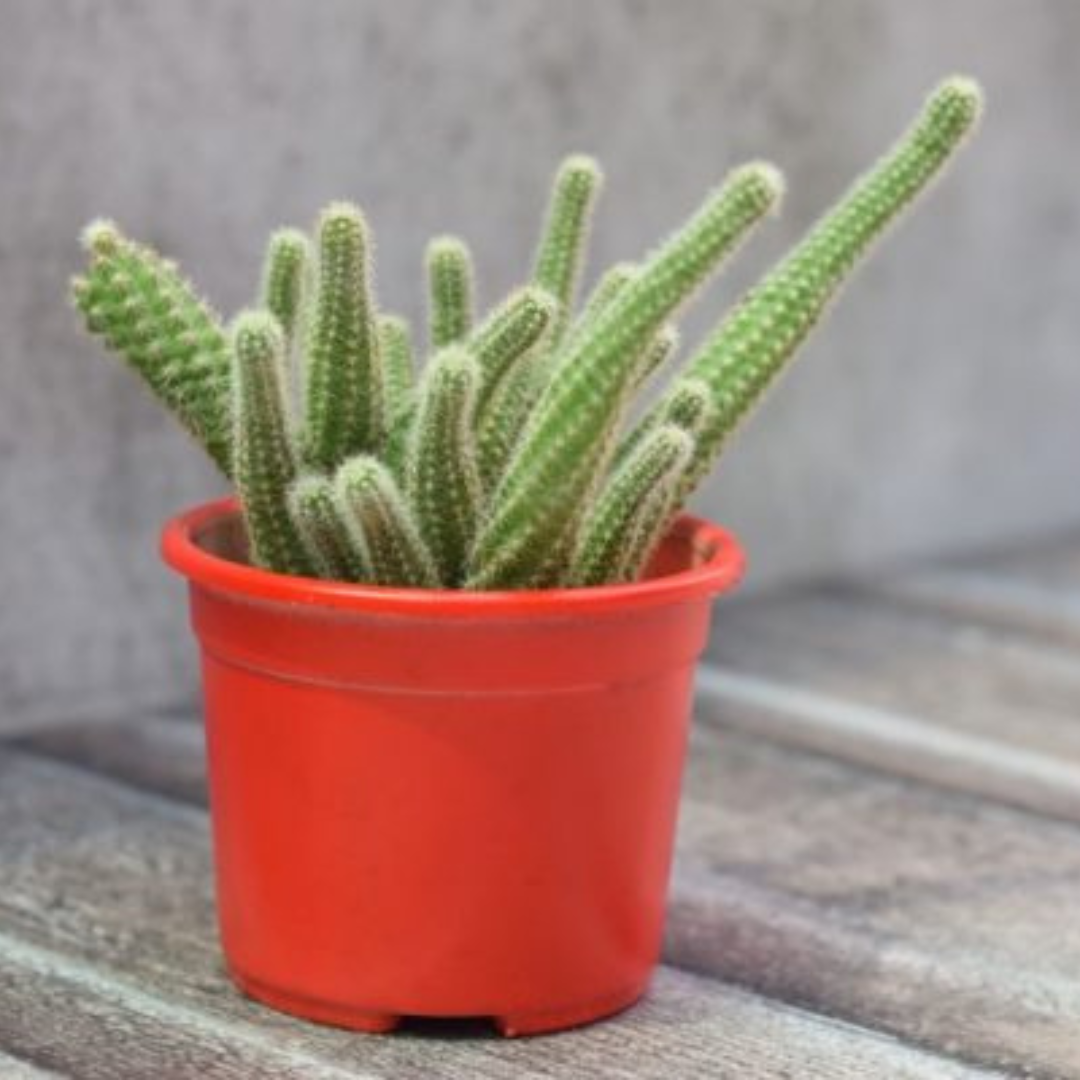 Echinopsis Chamaecereus - Peanut Cactus plant-orbit