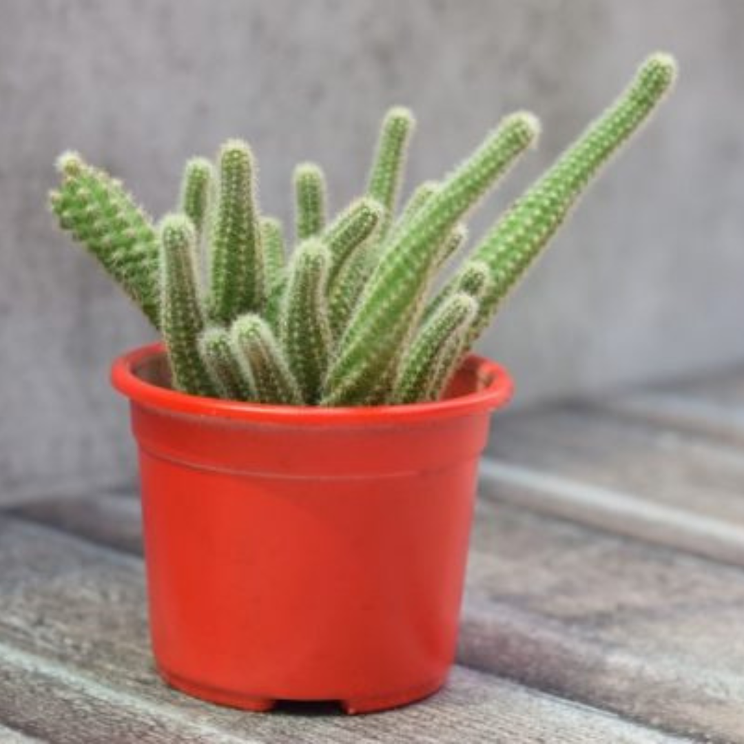 Echinopsis Chamaecereus, Peanut Cactus in a red pot with slender, finger-like stems and vibrant spines. Ideal for succulent lovers. Available at Plant Orbit.