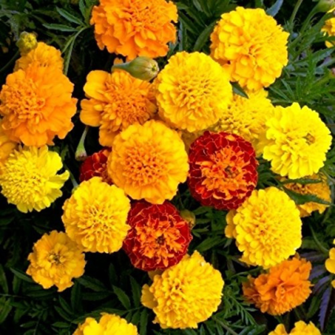 FRENCH MARIGOLD HYBRID SEEDS (40-50 seeds) plant-orbit