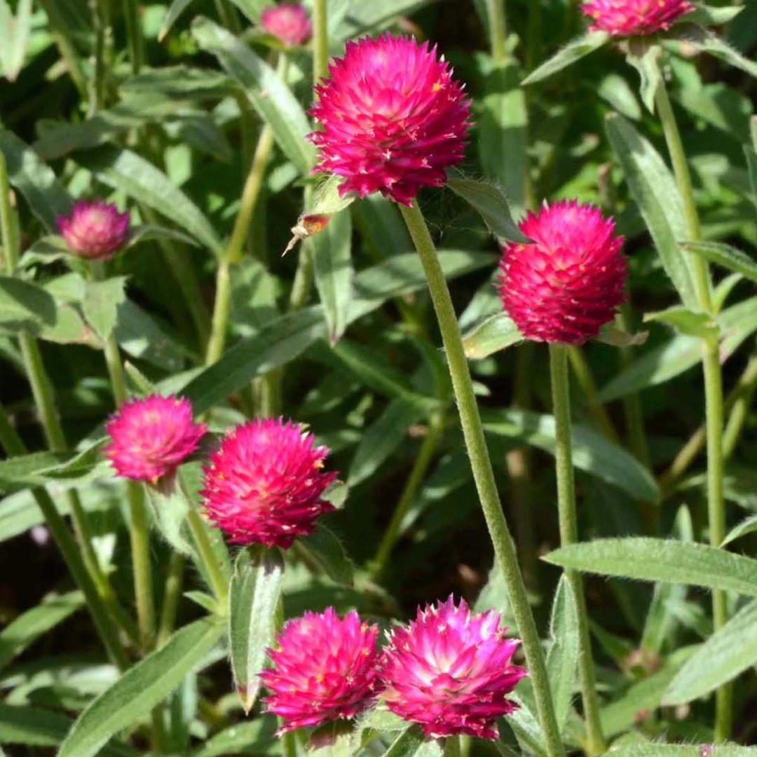 GOMPHRENA ( PINK ) OPEN POLLINATED SEEDS ( 40 seeds) plant-orbit