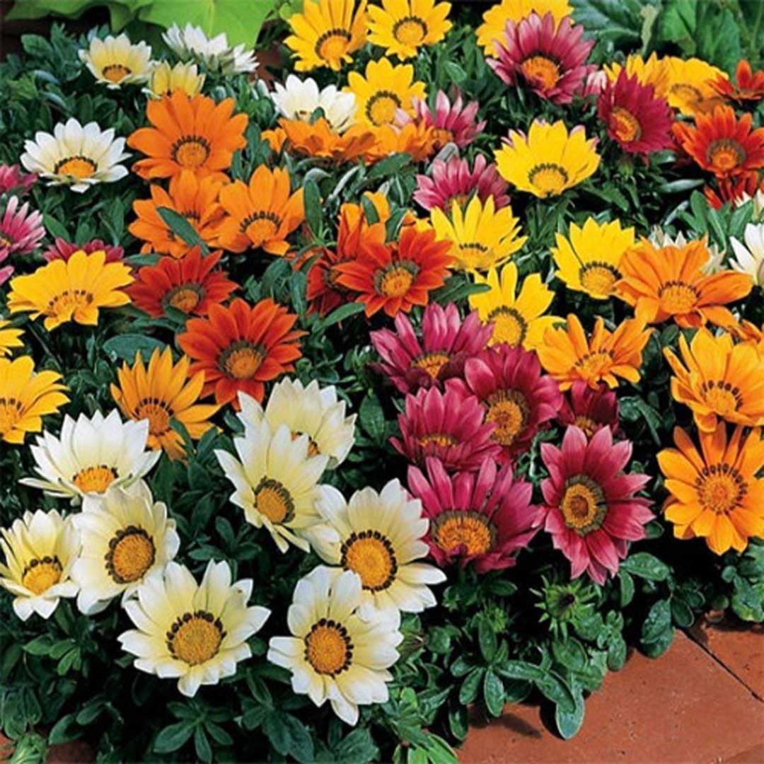 Gazania Mix Hybrid Seeds (40 seeds) plant-orbit
