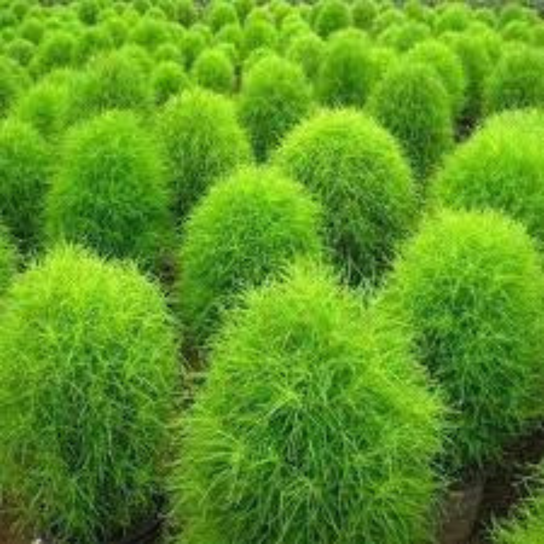 KOCHIA BUSH OPEN POLLINATED SEEDS (25-30 seeds) plant-orbit