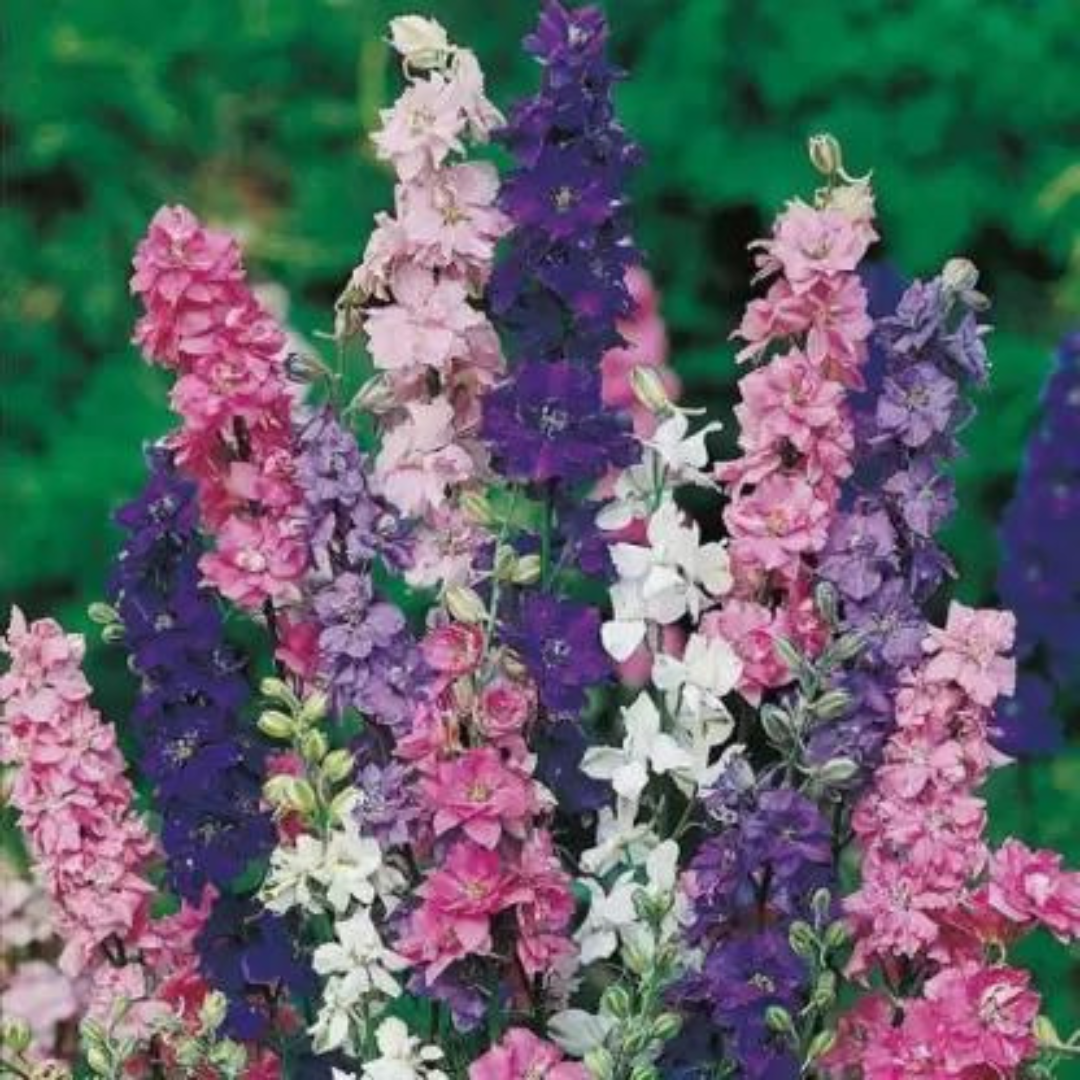 LARKSPUR MIXED OPEN POLLINATED SEEDS (40 seeds) plant-orbit