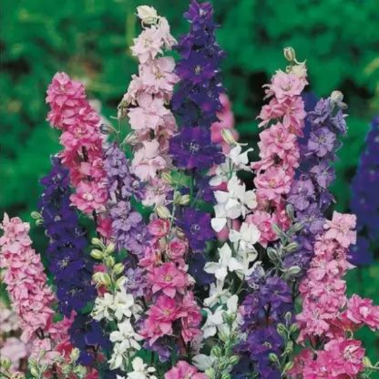 LARKSPUR MIXED OPEN POLLINATED SEEDS (40 seeds) plant-orbit