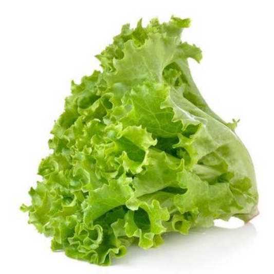 LETTUCE GREEN HYBRID SEEDS (40-50 seeds) plant-orbit