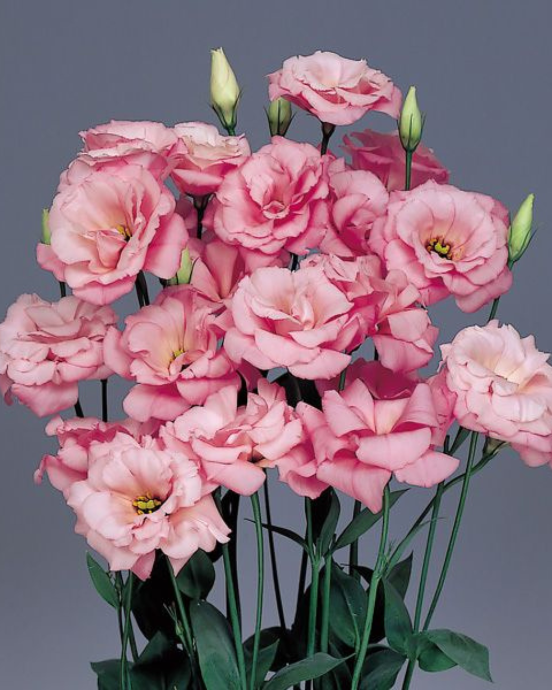 LISIANTHUS PINK  HYBRID SEEDS (10 seeds) plant-orbit
