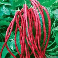 LOBIA  RED HYBRID SEEDS (20 seeds) plant-orbit