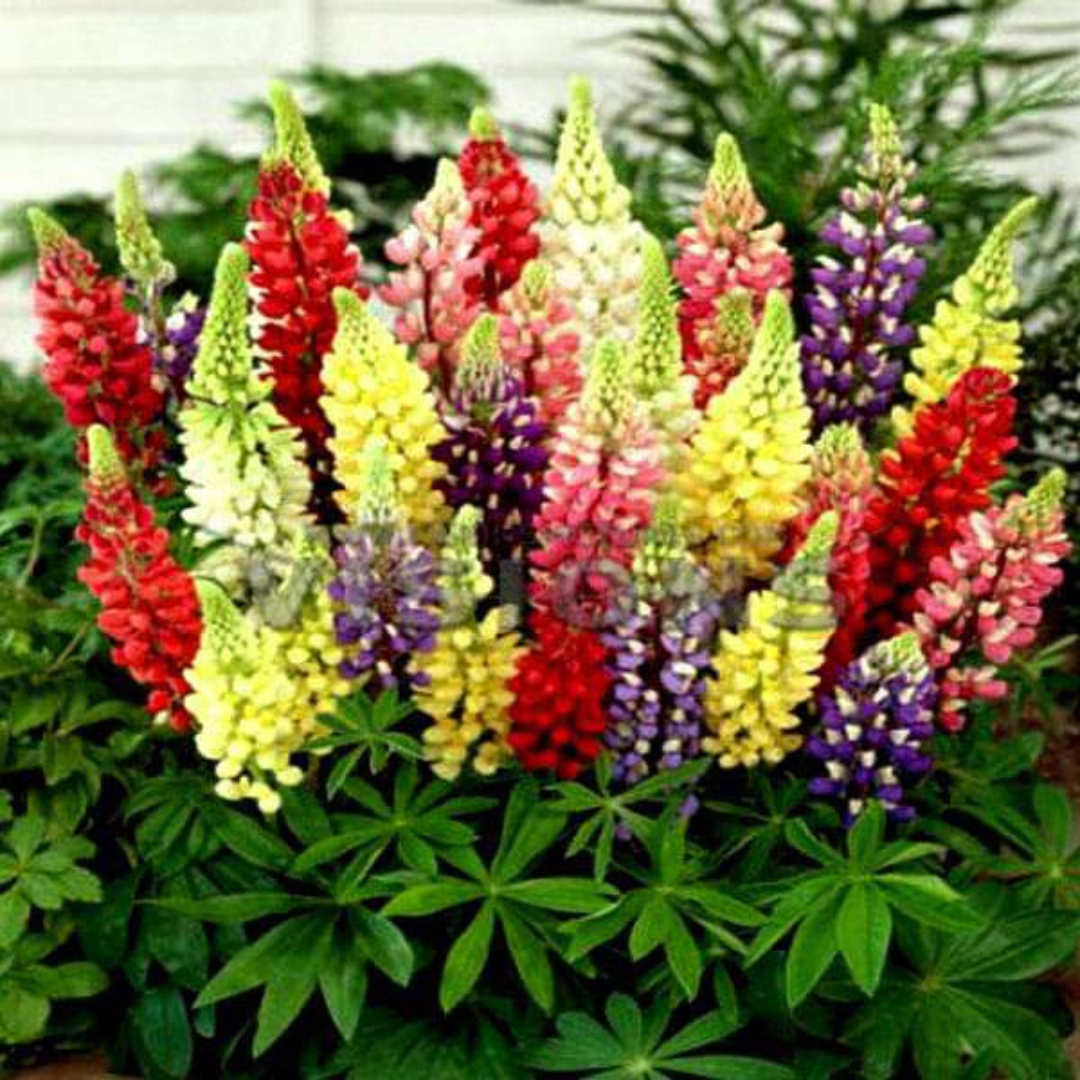 LUPIN MIX HYBRID SEEDS (20 seeds) plant-orbit