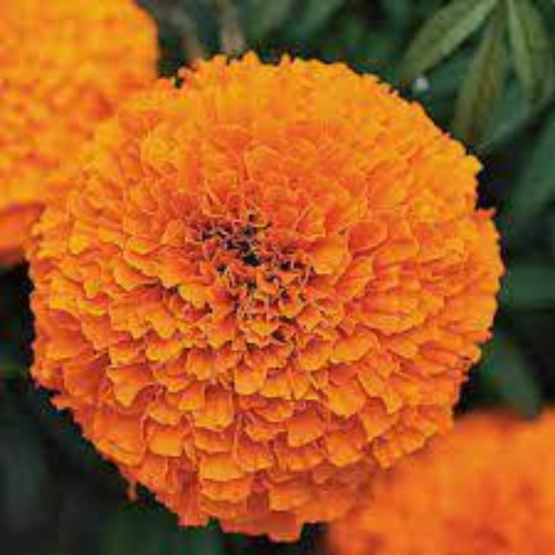 MARIGOLD ( SUMMER SAUGAAT ) OPEN POLLINATED SEEDS (25-30 seeds) plant-orbit