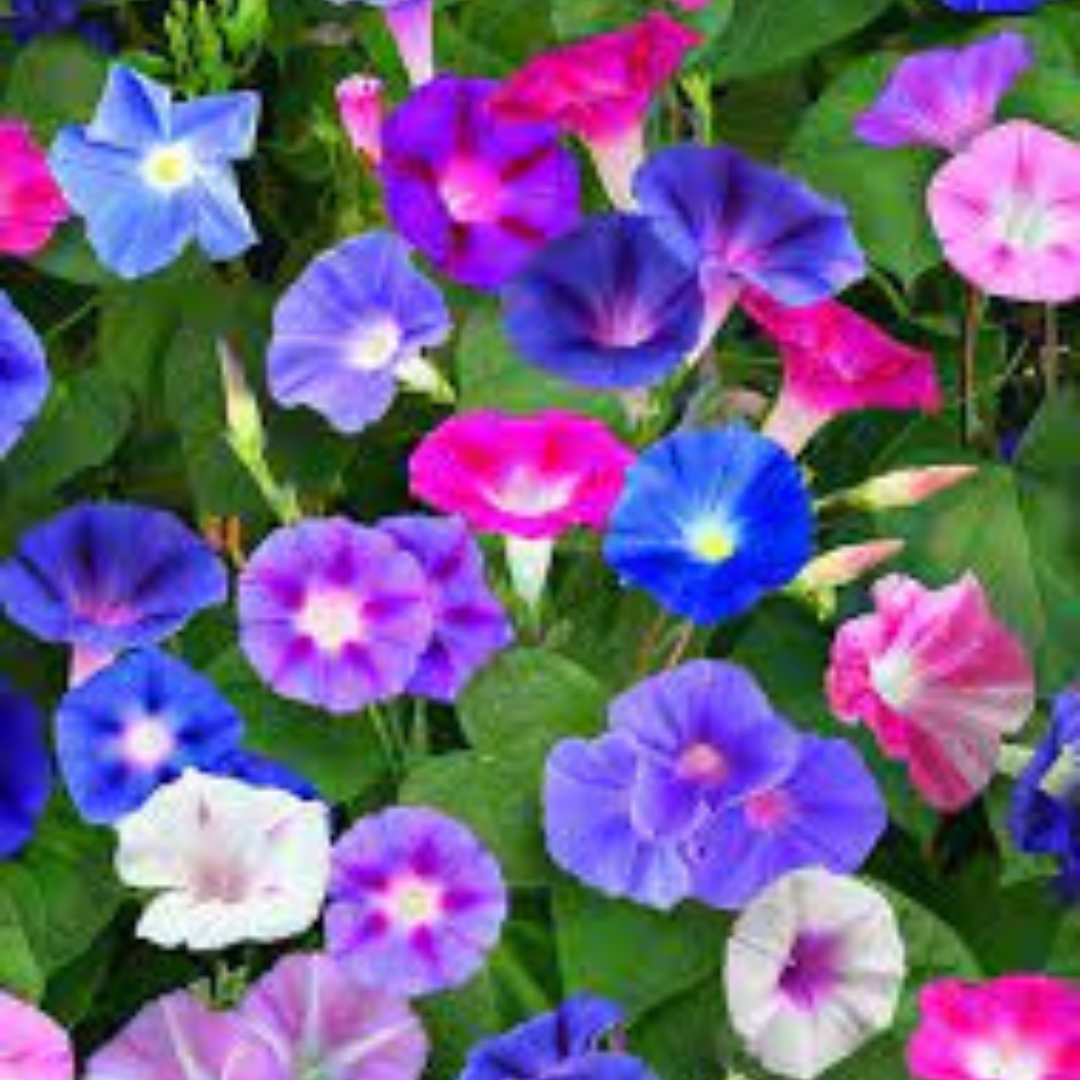 MORNING GLORY MIX HYBRID SEEDS (15-20 seeds) plant-orbit