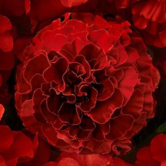 Marigold Dark Red Hybrid Seeds (10 seeds) plant-orbit