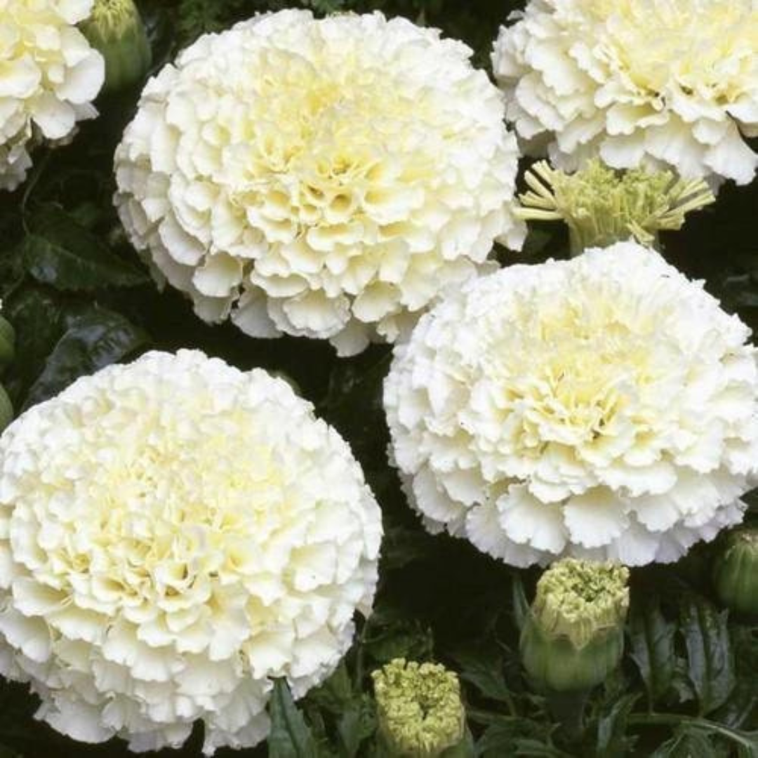 Marigold White Hybrid Seeds (10 seeds) plant-orbit