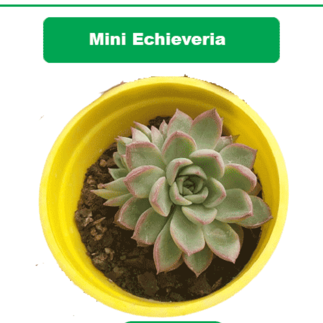 Mini Echieveria plant-orbit