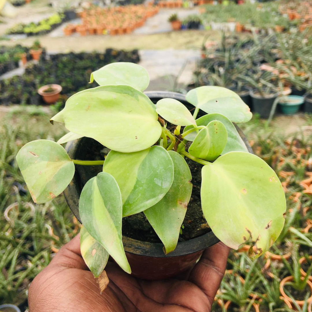 Philodendron Oxycardium