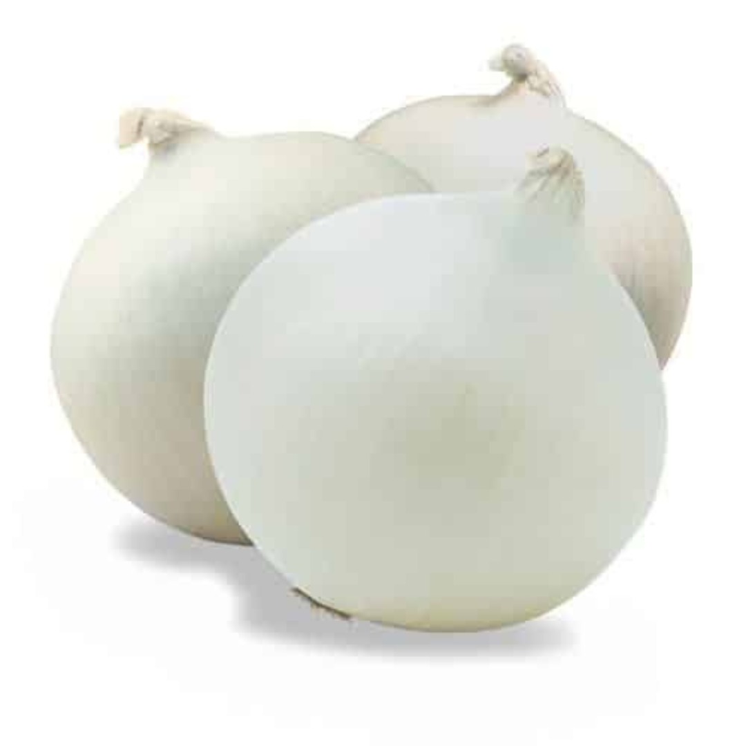 ONION WHITE HYBRID SEEDS (50 seeds) plant-orbit