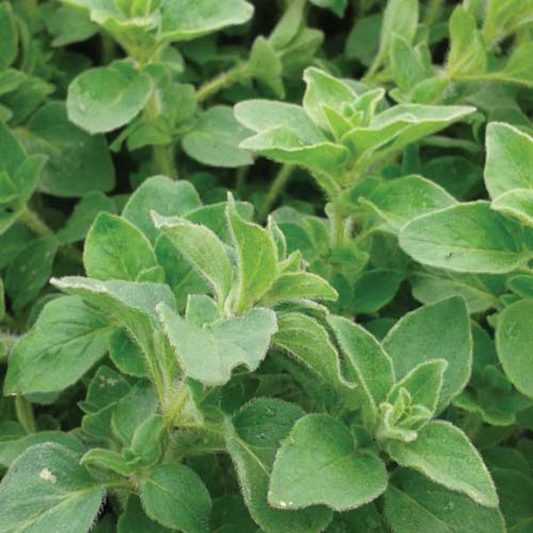 OREGANO HYBRID SEEDS (50 seeds) plant-orbit