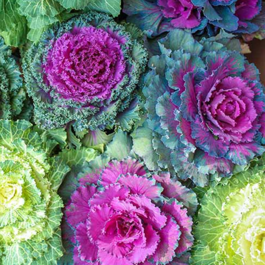 Ornamental kale hybrid seeds (40 seeds) plant-orbit