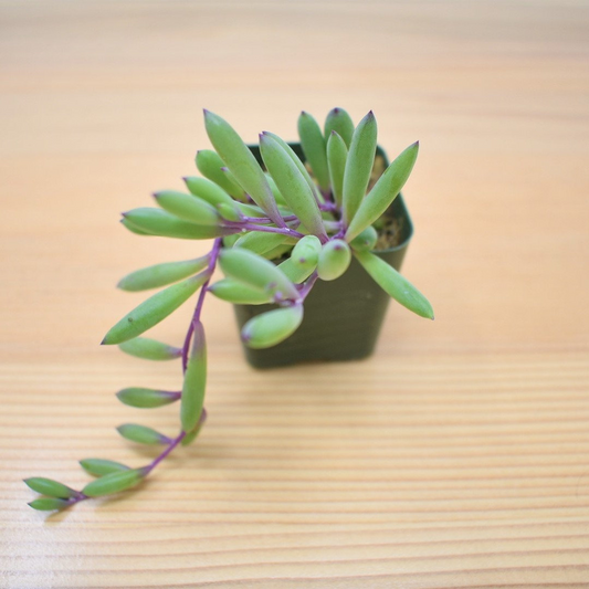 Stunning Othonna capensis 'Ruby Necklace' succulent with its vibrant green leaves and striking purple stems, displayed in a minimalist setup. This low-maintenance indoor plant adds a pop of color and elegance to any space. Find unique succulents like this at Plant Orbit, your trusted source for indoor plants.