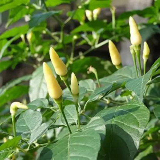 PAPPER HOT WHITE HYBRID SEEDS (20 seeds) plant-orbit