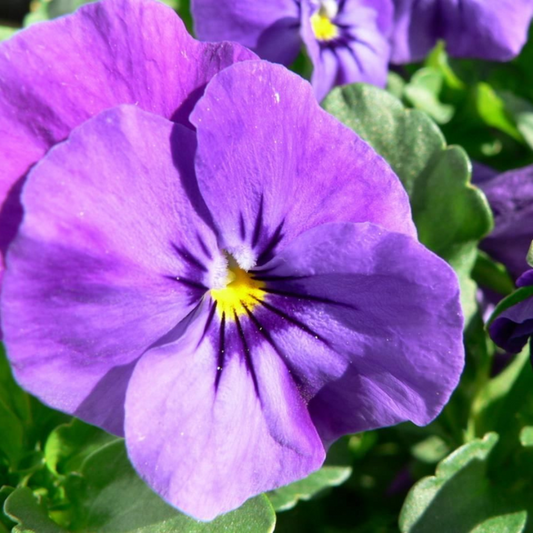 Pansy Purple Hybrid Seeds (50 seeds) plant-orbit