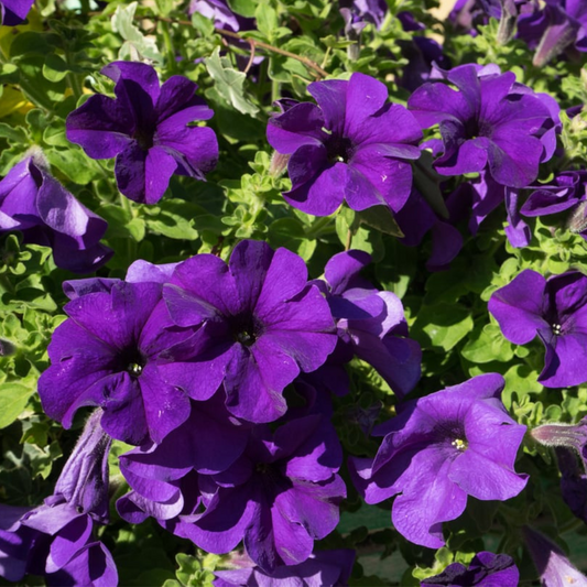 Petunia violet hybrid seeds (100 seeds) plant-orbit
