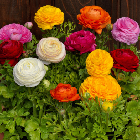 RANANCULUS – BLOOMINGDALE MIX HYBRID SEEDS (5 seeds) plant-orbit