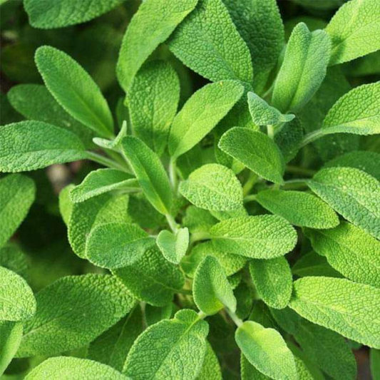 SAGE ( TEZ PATTA ) HYBRID SEEDS (15 seeds) plant-orbit