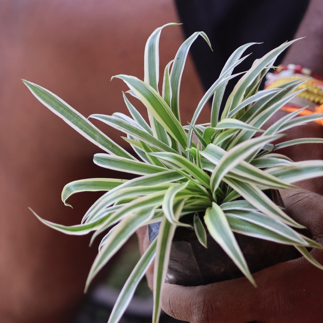 SPIDER PLANT AIR PURIFIER plant-orbit