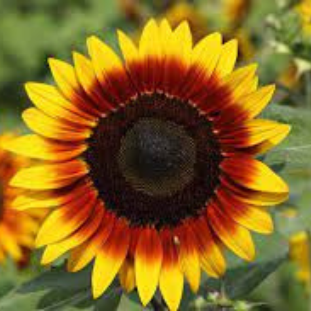 SUNFLOWER DOUBLE COLOR HYBRID SEEDS (20-22 seeds) plant-orbit