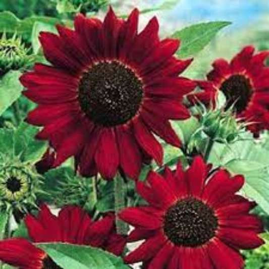 SUNFLOWER RED HYBRID SEEDS (20-22 seeds) plant-orbit