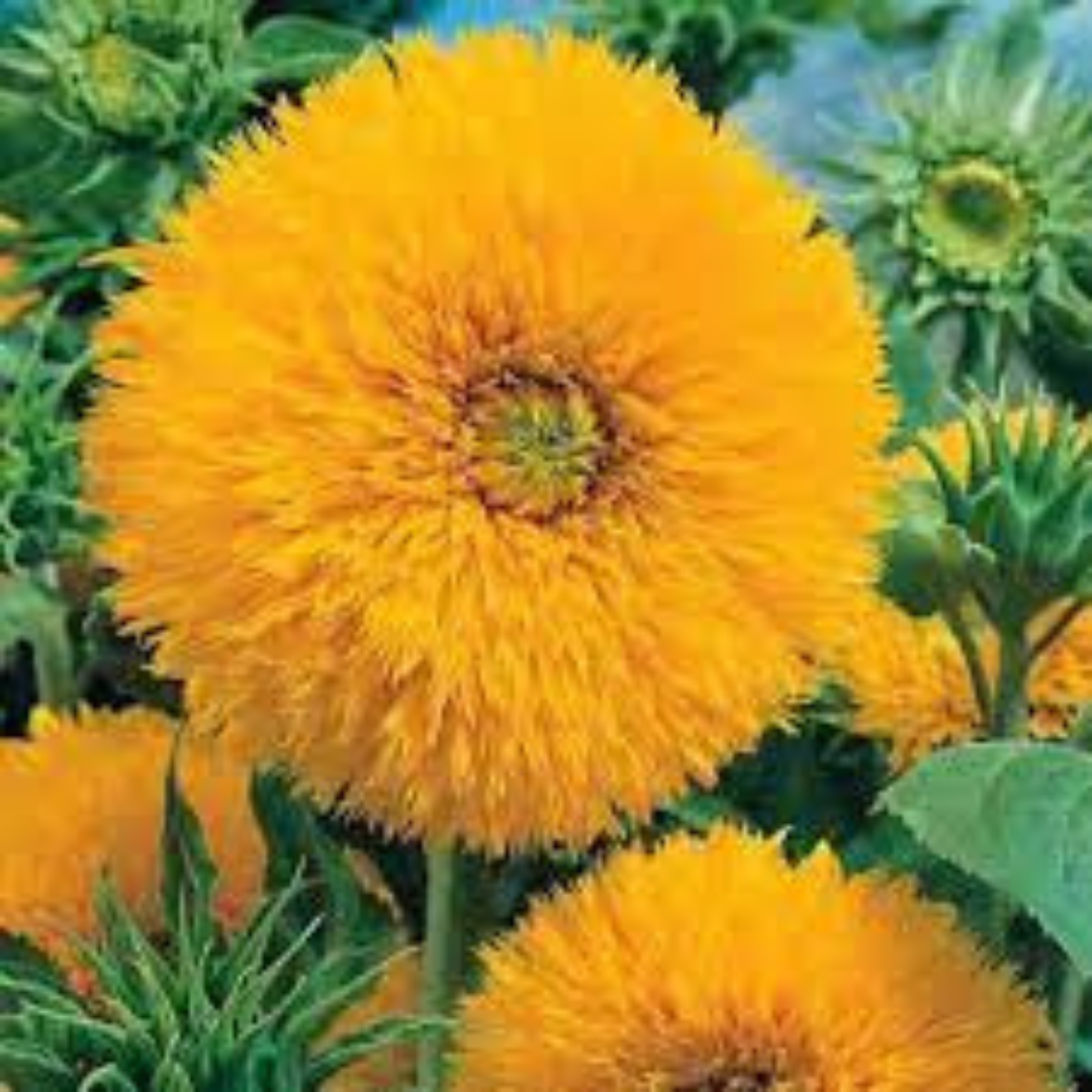 SUNFLOWER ( SUNGOLD ) HYBRID SEEDS (20-25seeds) plant-orbit