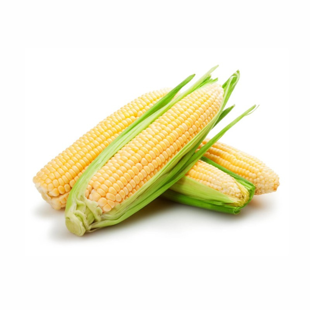SWEET CORN HYBRID SEEDS (20 seeds) plant-orbit