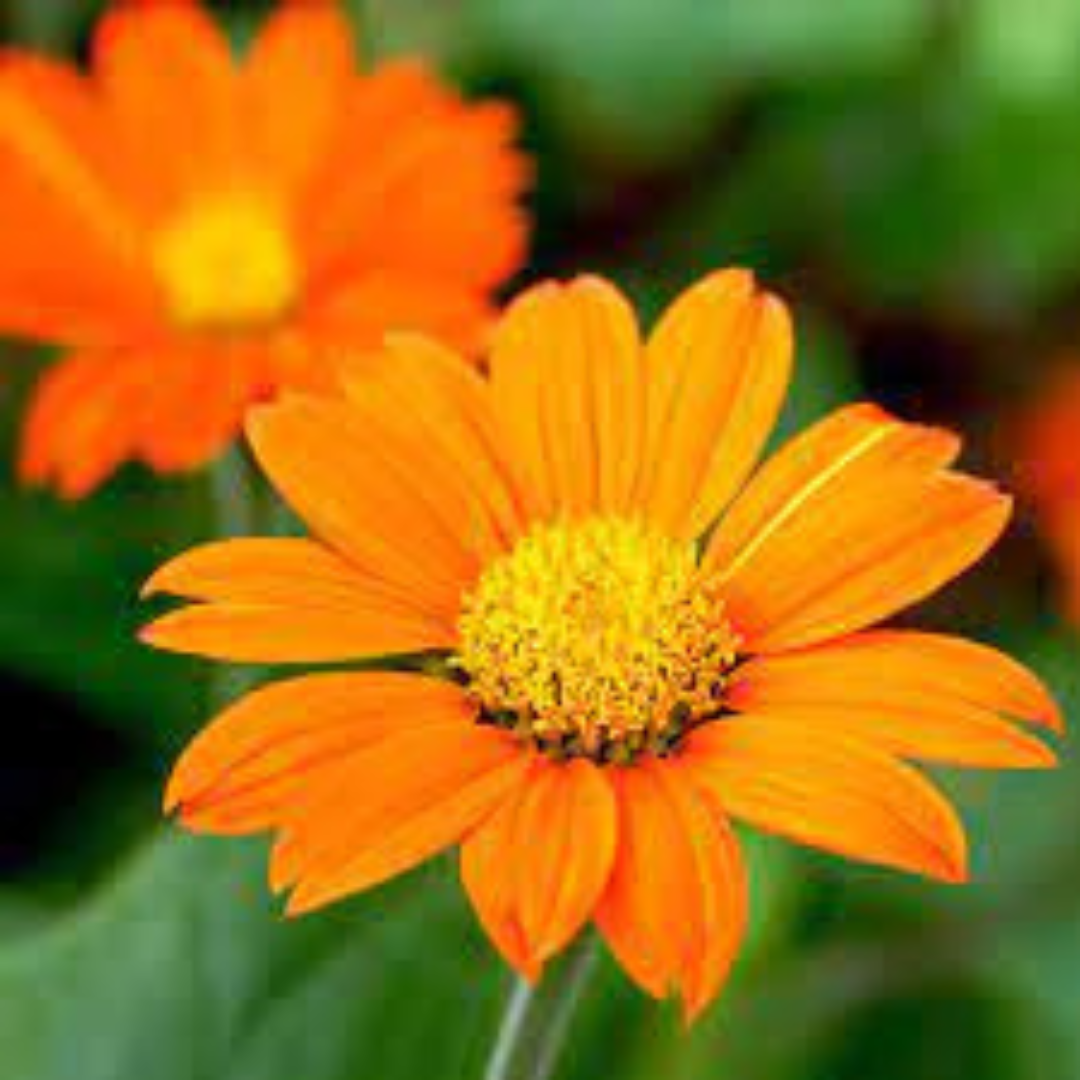 TITHONIA ORANGE OPEN POLLINATED SEEDS (20 seeds) plant-orbit