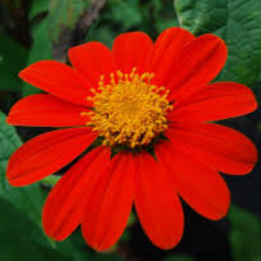 TITHONIA RED OPEN POLLINATED SEEDS (20 seeds) plant-orbit