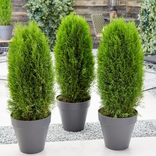 MORPANKHI / THUJA / ORIENTAL ARBOR HYBRID SEEDS (10 seeds) plant-orbit