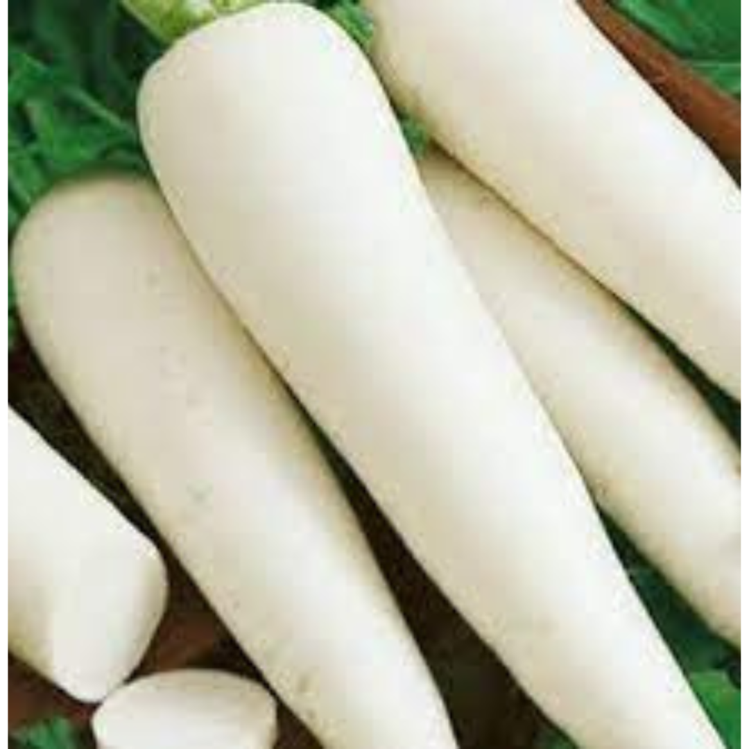 RADISH HYBRID SEEDS (50 seeds) plant-orbit