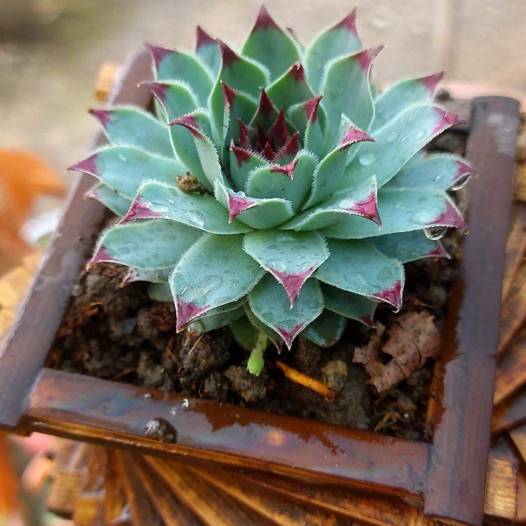 Sempervium Calcereum