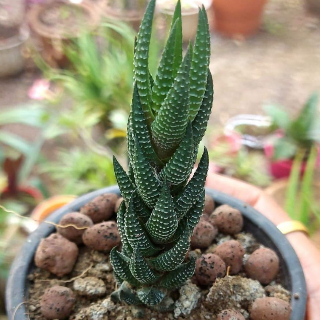 Haworthia Reinwardtii (Bare Rooted)