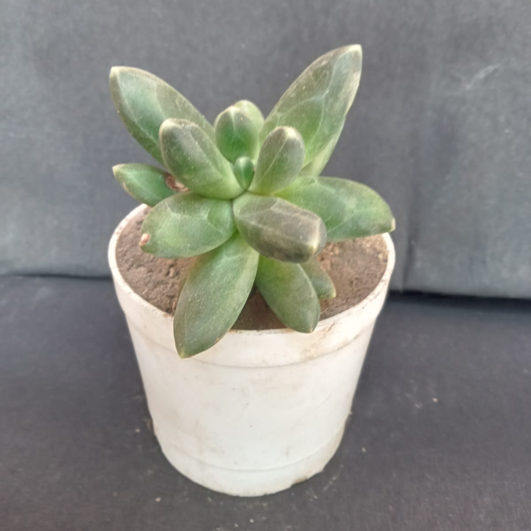 Pachyphytum compactum in White Pot