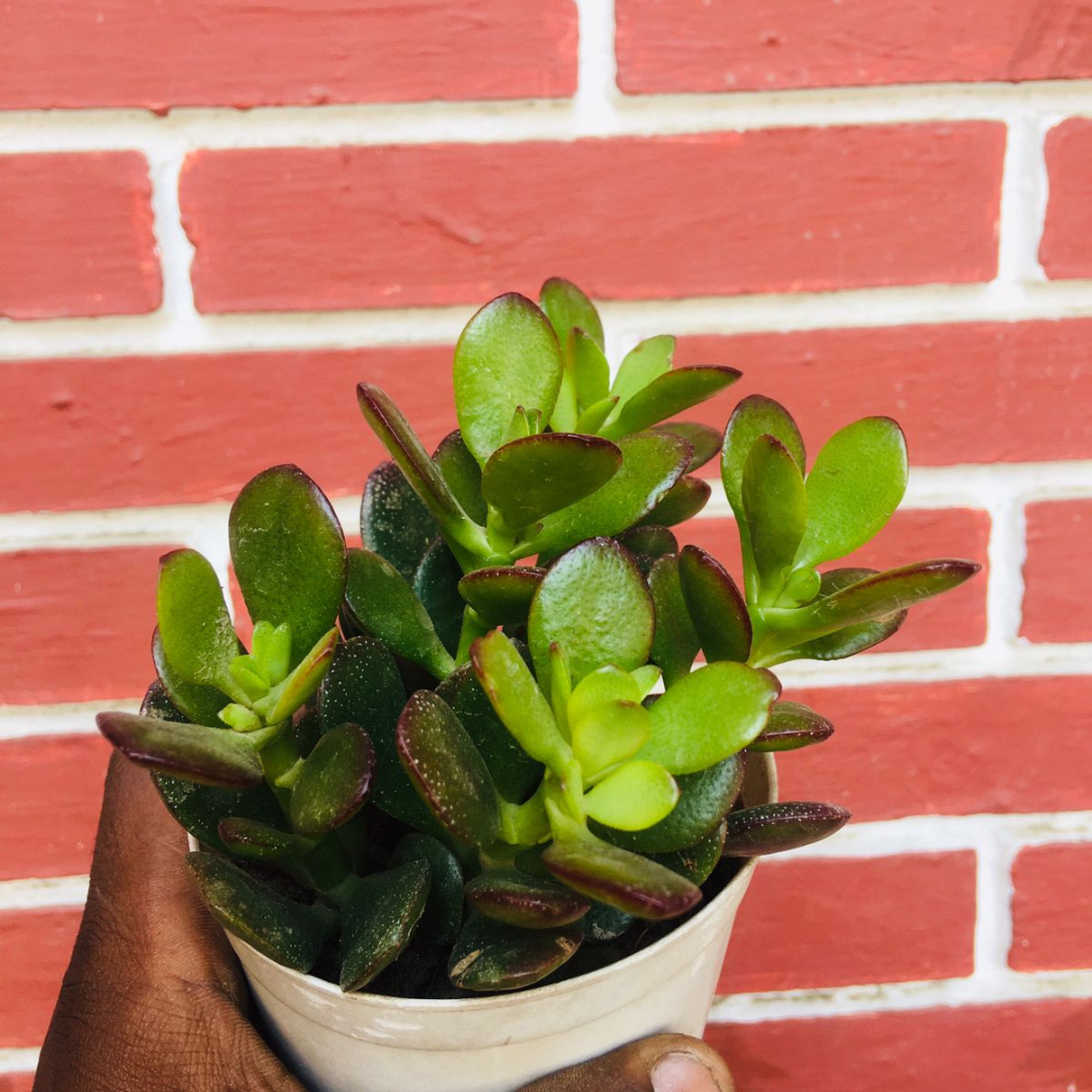 Mini Variegated Jade (BARE ROOTED )