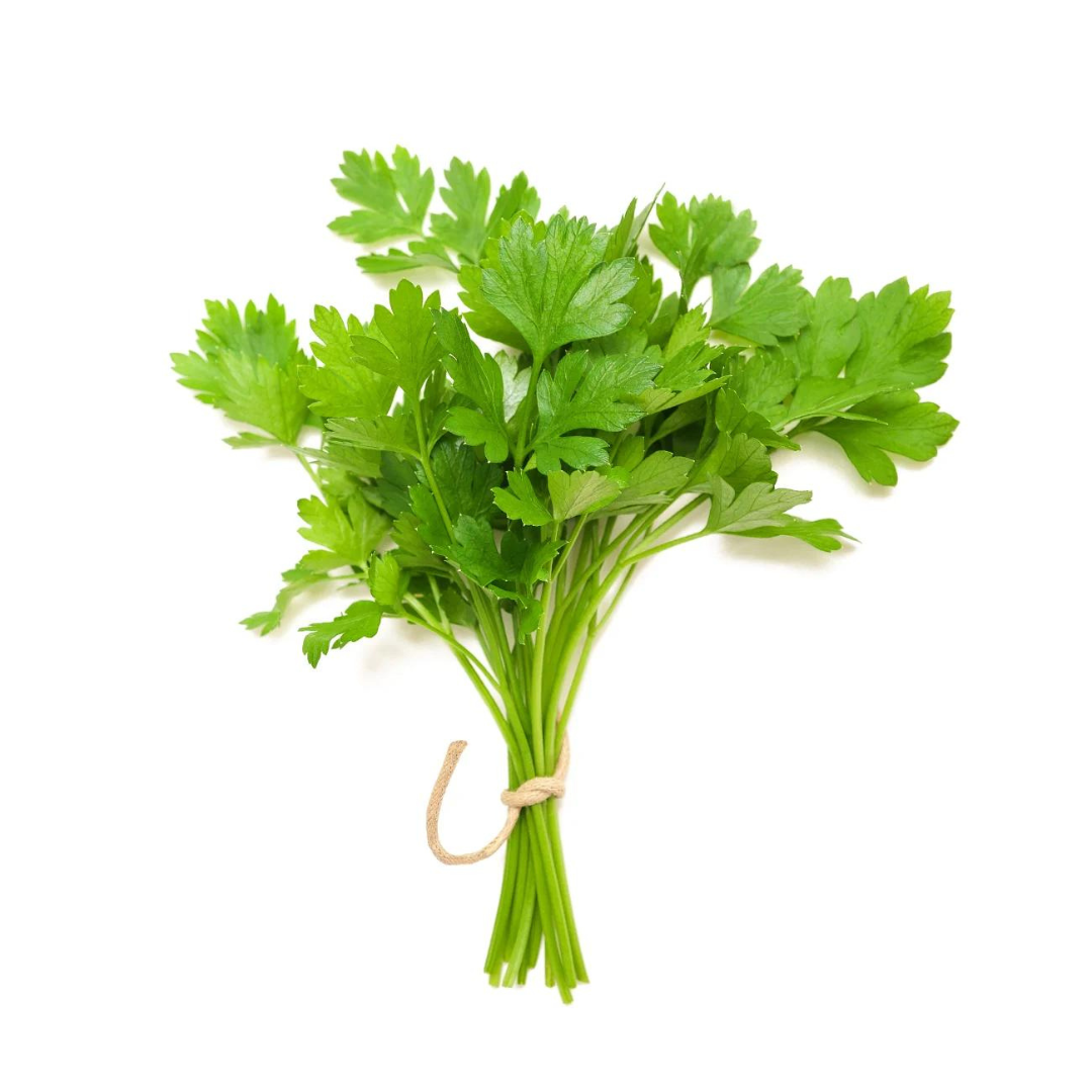 CORIANDER HYBRID SEEDS (200 seeds) plant-orbit