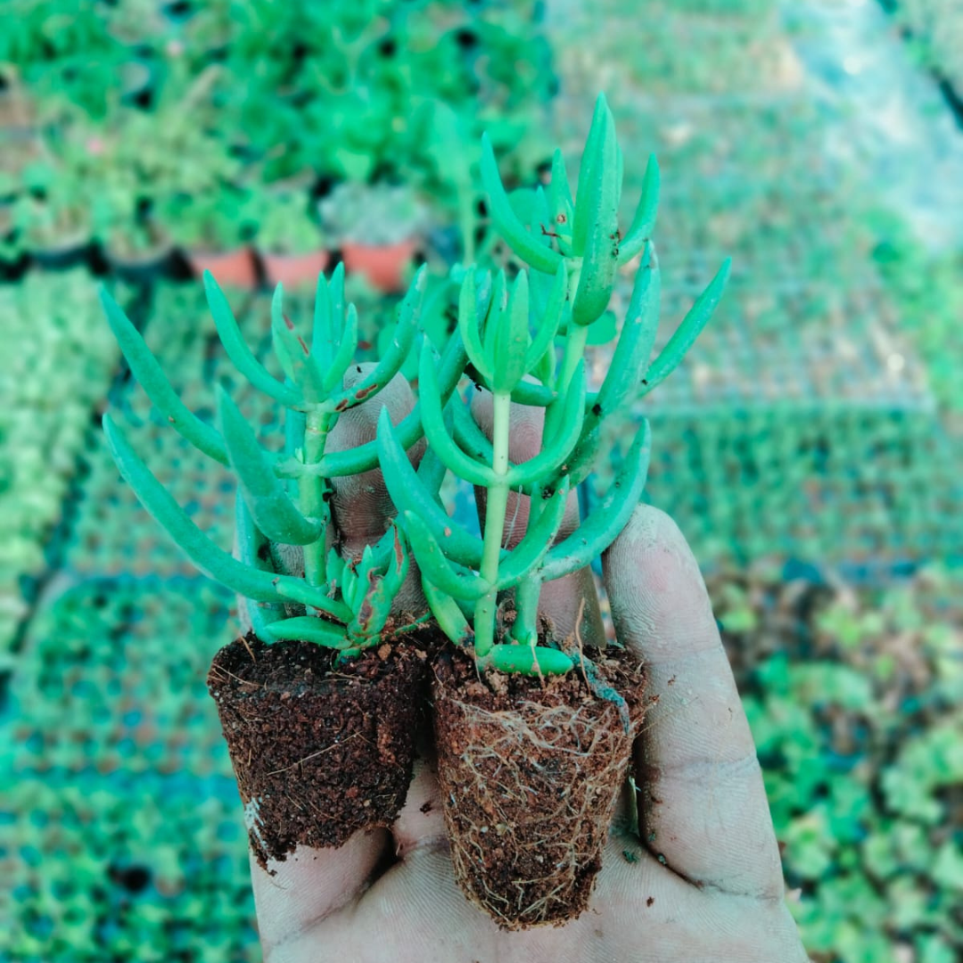 BABY CRASSULLA TETRAGONA plant-orbit