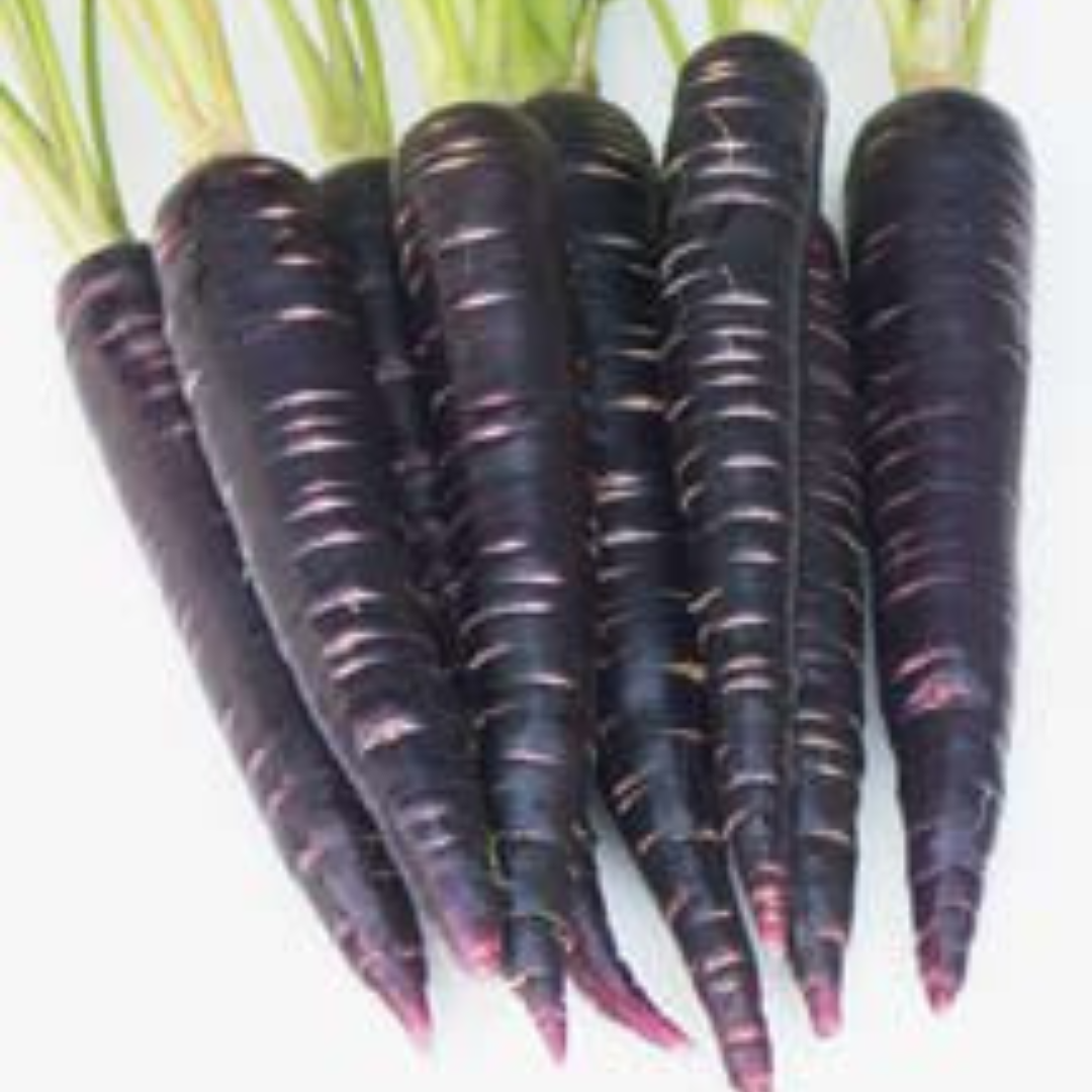 CARROT- BLACK HYBRID SEEDS (50 seeds) plant-orbit