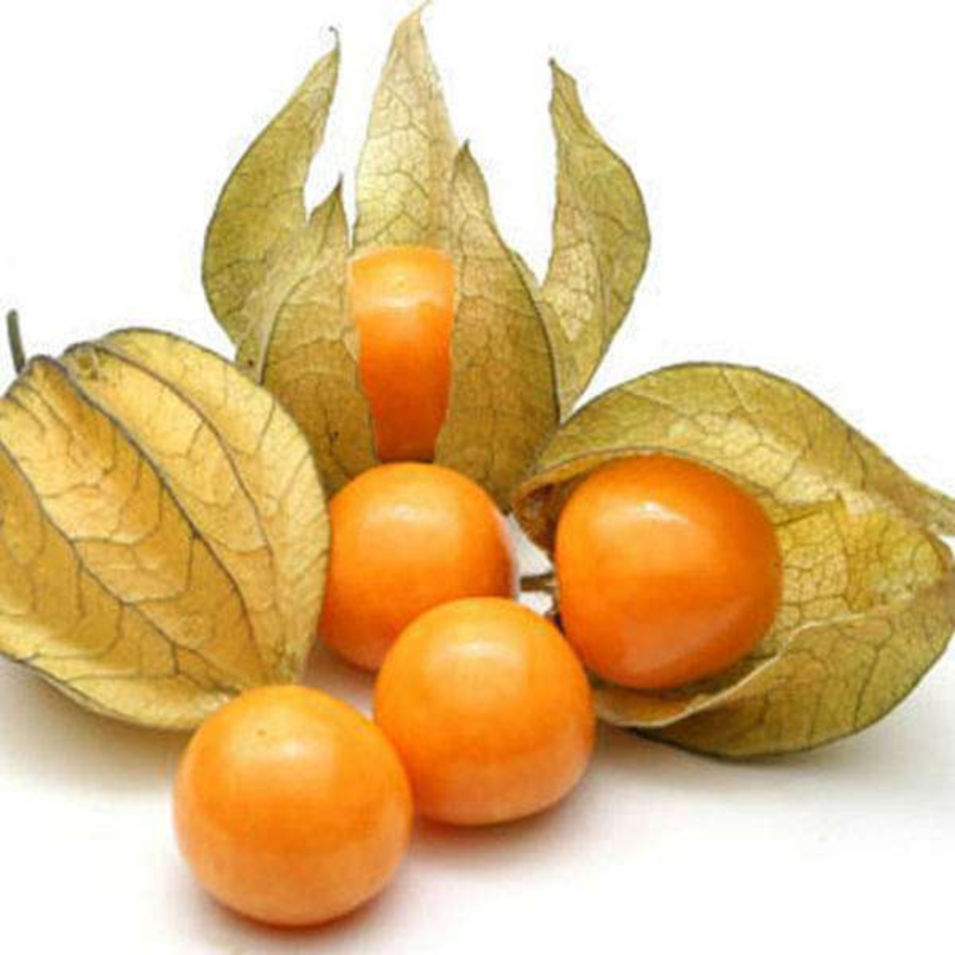 GOOSEBERRY ( RASBHARI ) HYBRID SEEDS (50 seeds) plant-orbit