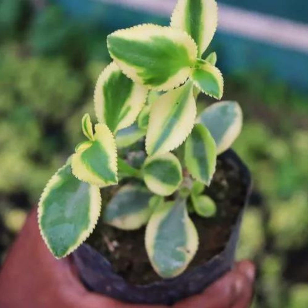 Variegated Leaves plant with vibrant green and cream-edged leaves, perfect for adding a touch of elegance and contrast to any indoor garden. This unique plant is ideal for plant enthusiasts looking to enhance their collection with visually appealing foliage. Explore more beautiful indoor plants and succulents at Plant Orbit.