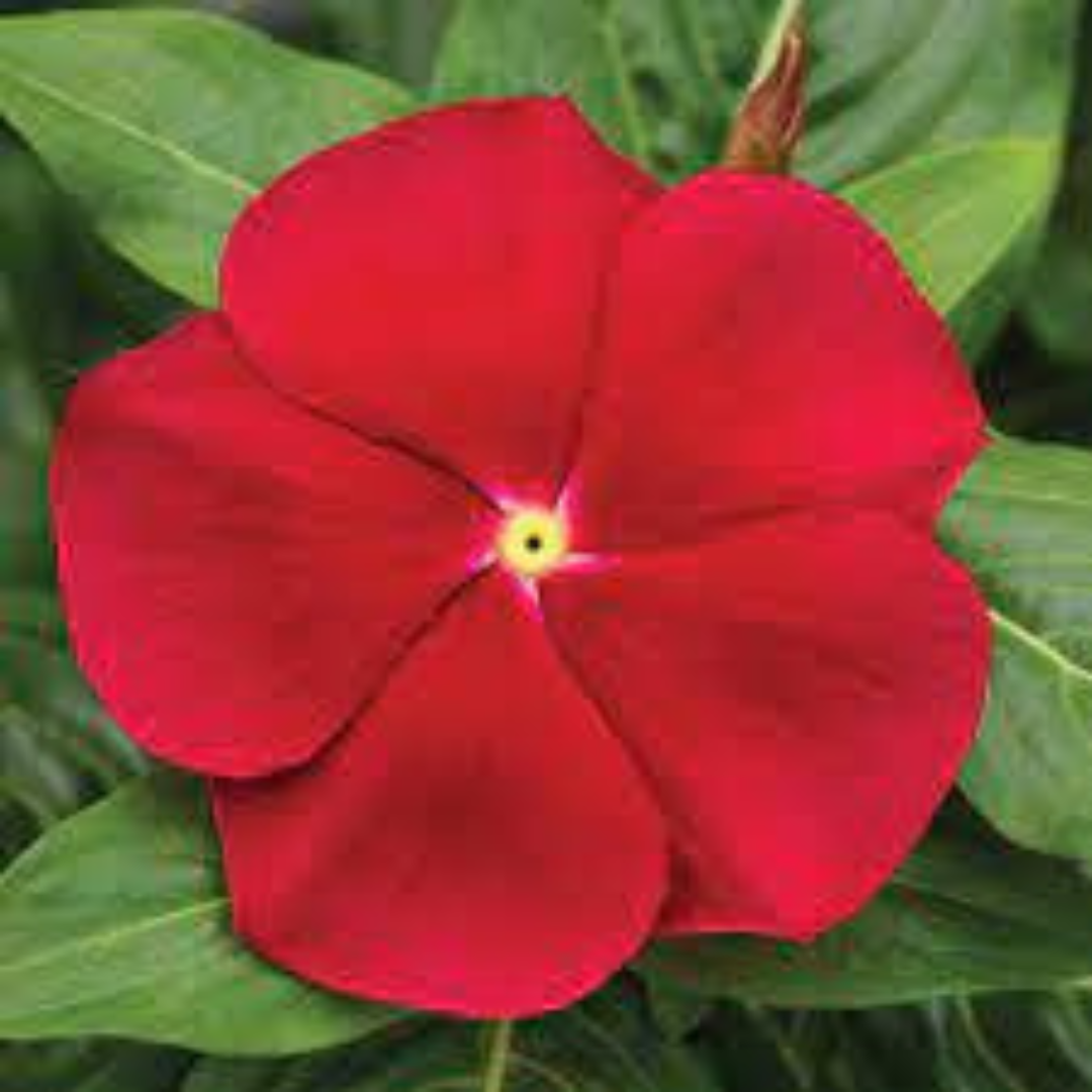 VINCA LIGHT RED HYBRID SEEDS (30 seeds) plant-orbit