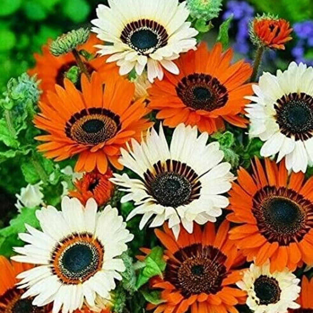 Venidium mix hybrid seeds (40 seeds) plant-orbit