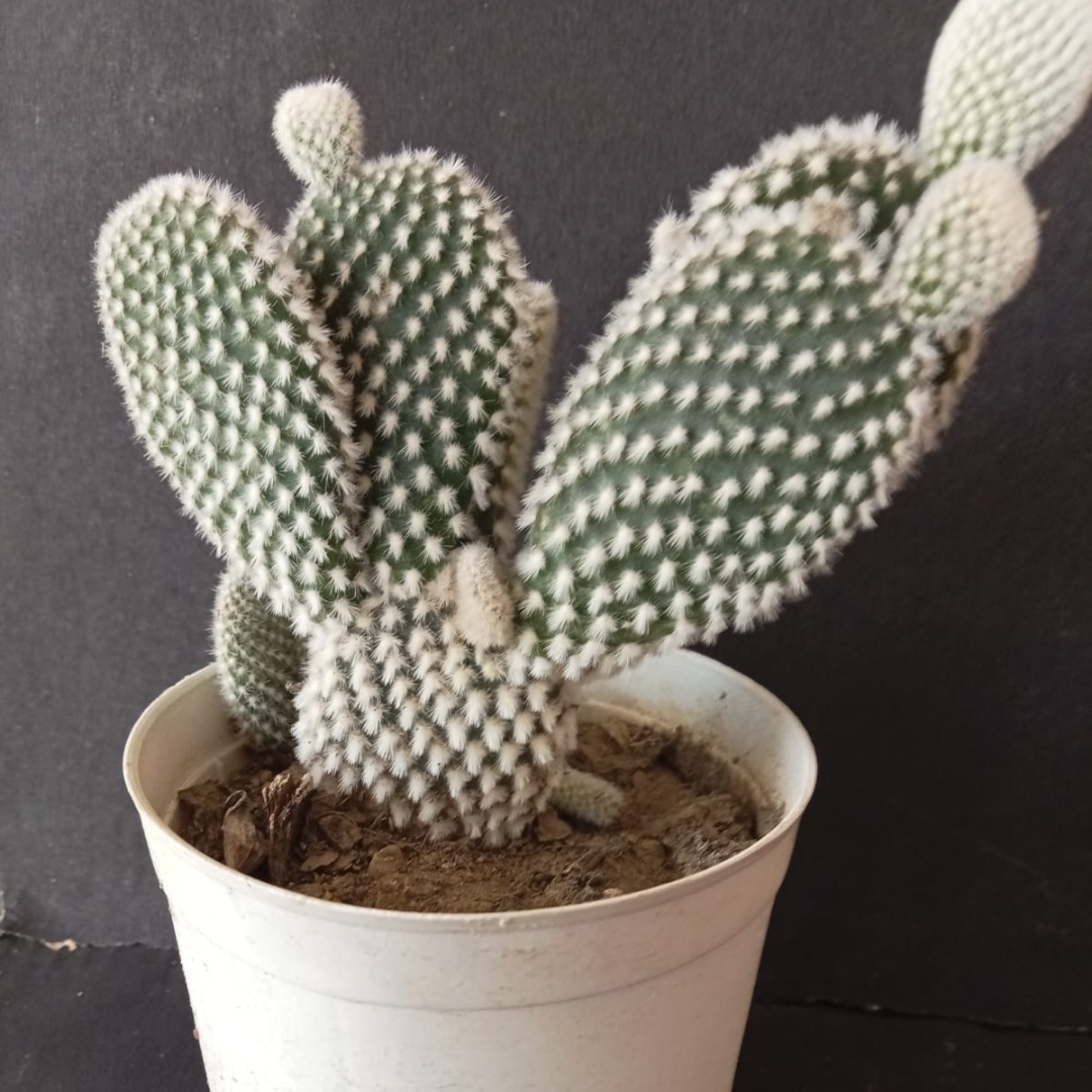 WHITE BUNNY EAR CACTUS (BARE ROOTED)